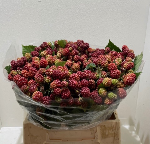 RUBUS FR CHESTER 40cm - D