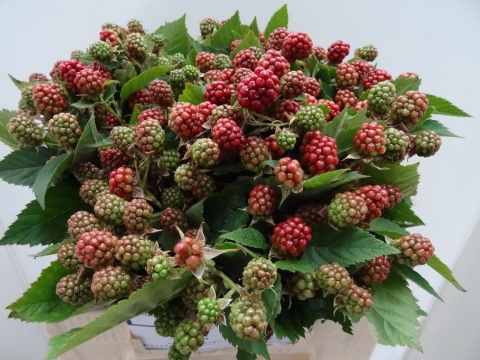 RUBUS FR CHESTER 40cm - D