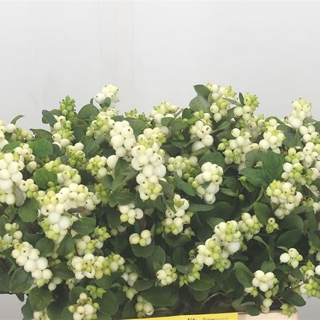 SYMPHO MAG AVALANCHE 50cm - D