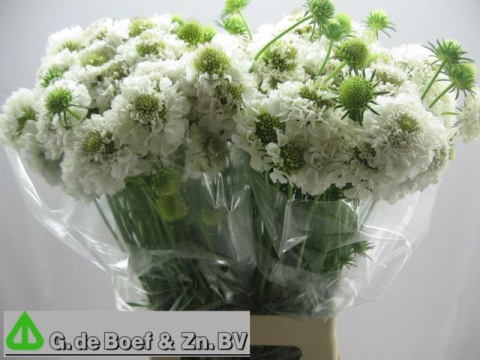 SCAB AT F SCOOP WHITE 65cm - D