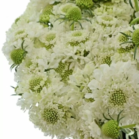 SCAB AT F SCOOP WHITE 60cm - D