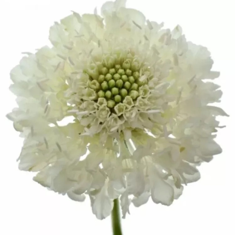 SCAB AT F SCOOP WHITE 60cm - D