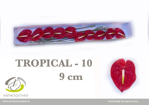 ANTH A TROPICAL 10 FL - D