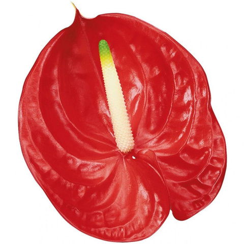 ANTH A TROPICAL 10 FL - D
