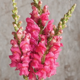 ANTIR POTO ROSE 80cm - D