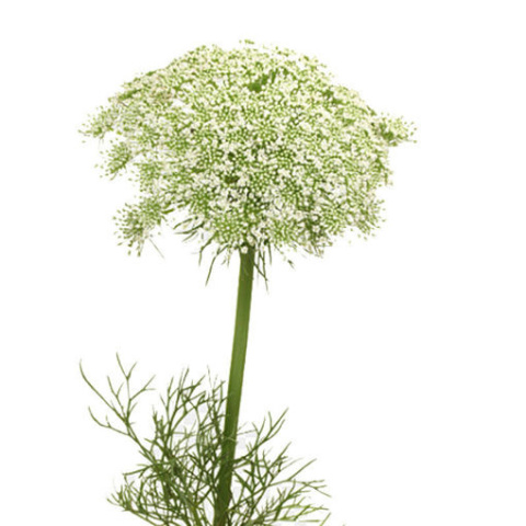 Ammi Majus Visnaga 70cm - D