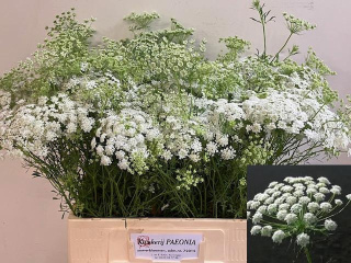 Ammi Majus 60cm - D