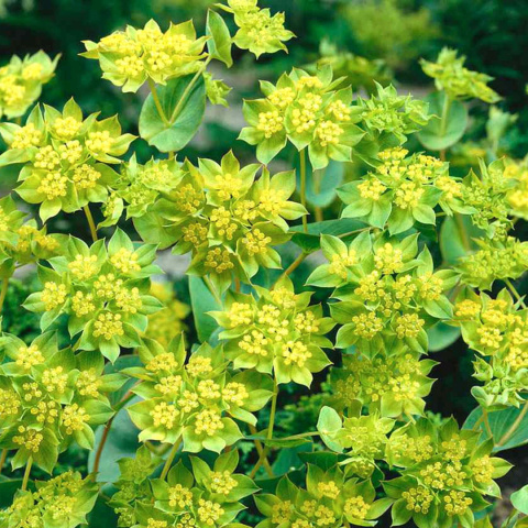 Bupleurum Griffithii 60m - D