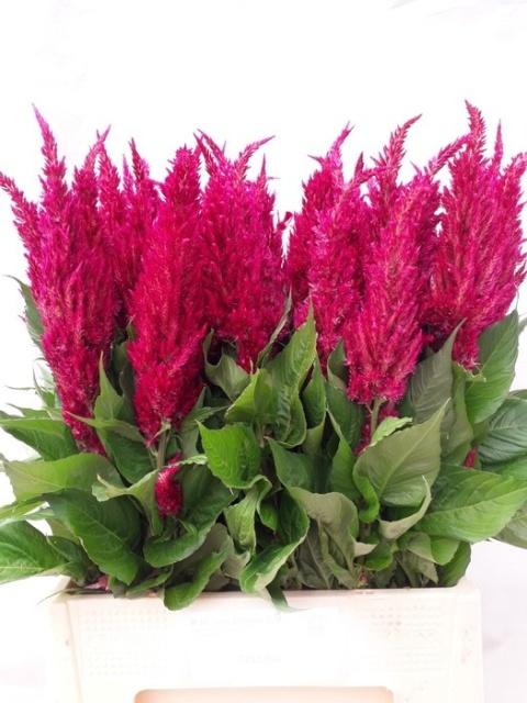 CEL P CENT PURP ROSE 65cm - D