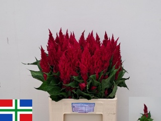 CEL P CENT PURP ROSE 65cm - D