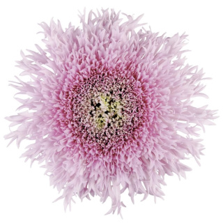 CHR G ETRUSKO PINK 70cm/90g - S