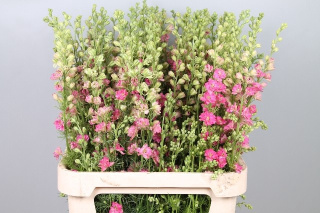 Cons R Q Rose 80cm - D