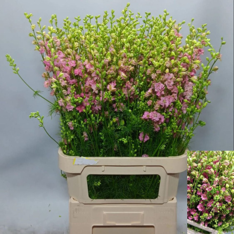 Cons R Q Rose 80cm - D