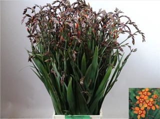 CROCOS EMILY MCKENZI 65cm - D