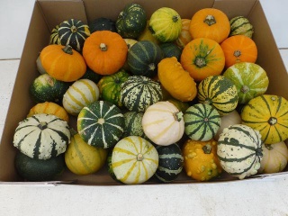 CUCURBITA (KALEBAS) Mix x35 - D