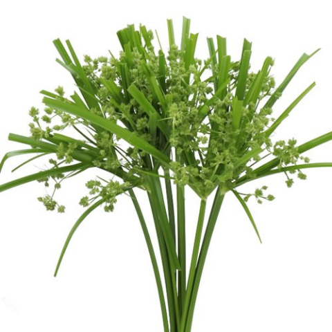 Cyperus Glaber 70cm - D
