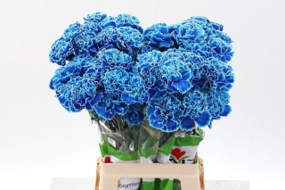 Di St Tinted Blue Monday - D
