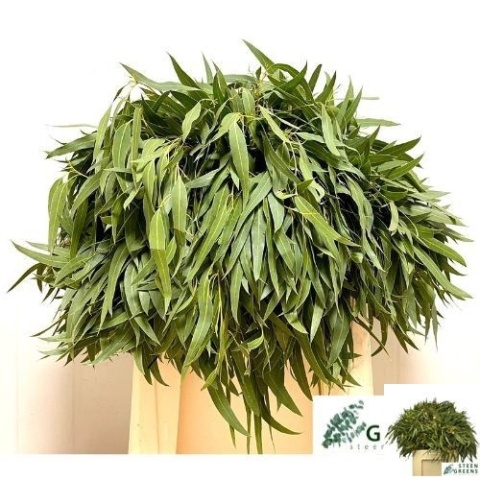EUC EXOTICA BS 60cm/450G - D