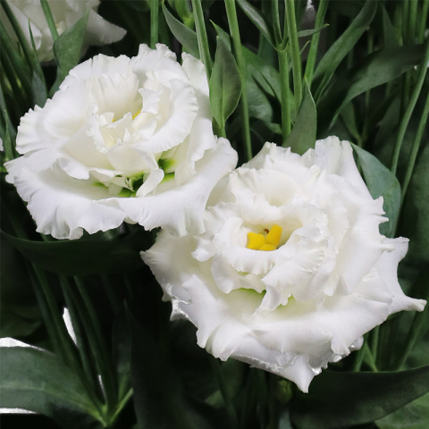 EUS G ALISSA PURE WHITE 72cm - PROMO