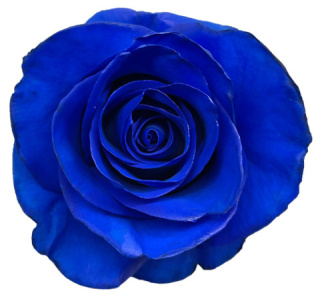 Ecuador - R GR Blue Mondial Tinted 60cm