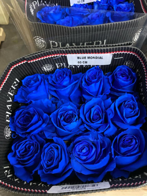 Ecuador - R GR Blue Mondial Tinted 60cm