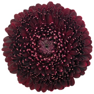 GE MB BLACK PEARL 50cm - D
