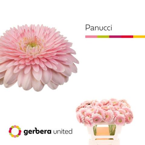 GE MB PANUCCI 50cm - D