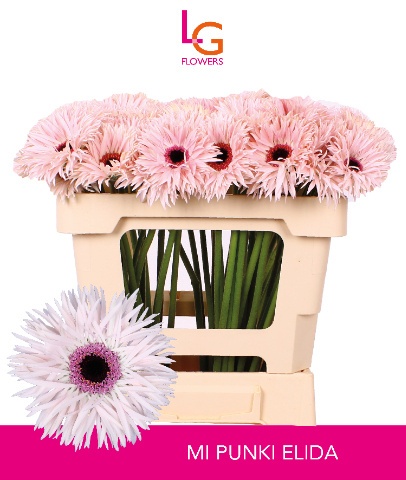 Ge Ms Punki Elida 50cm - D
