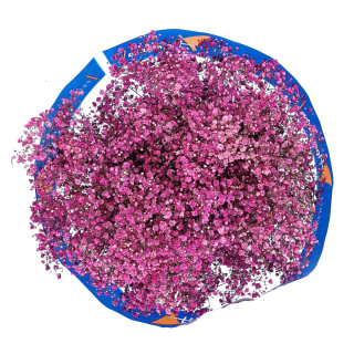 Gipsówka Old Rose 70cm-750 gr