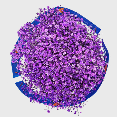 Gipsówka Violet 70cm-750 gr