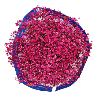 Gipsówka czerwona 70cm -750 gr