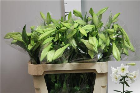 Li Lf White Heaven 3+ 90cm - D