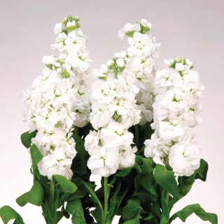 MATTH AIDA WHITE 65cm - D