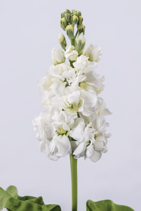 MATTH AIDA WHITE 60cm - D