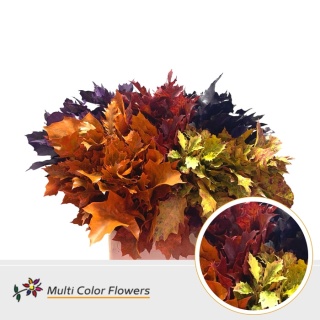 Quercus Eik Grof (60 cm) Autumn Mix Color 60cm - D