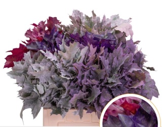 Quercus Eik Frosted Mix Color 60cm - D