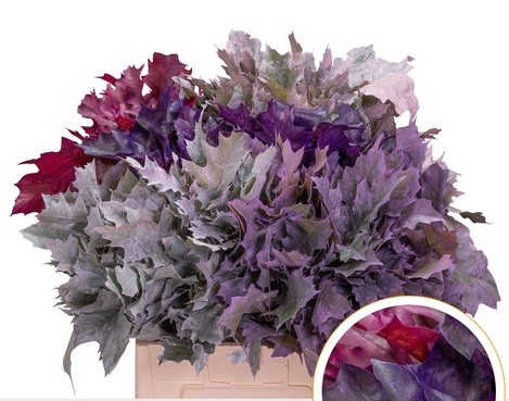 Quercus Eik Frosted Mix Color 60cm - PROMO