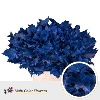 Quercus Eik Grof Frost blauw donker 60cm - D