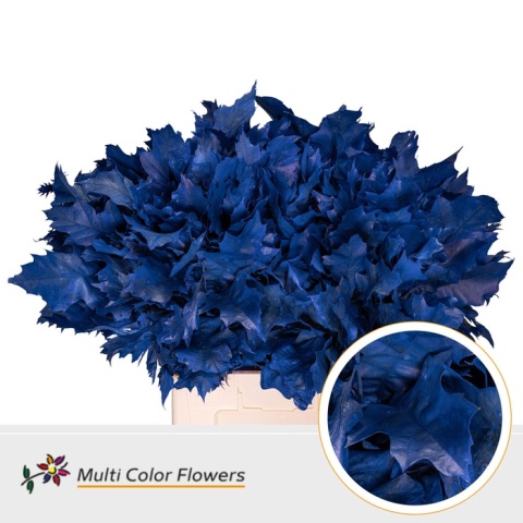 Quercus Eik Grof Frost blauw donker 60cm - D