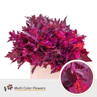 Quercus Eik Grof Frost Erica 60cm - D