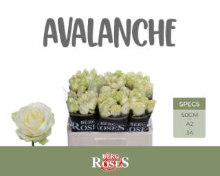 R GR AVALANCHE+ A2 50cm - D