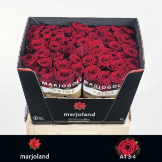 R GR RED NAOMI! 60cm - D