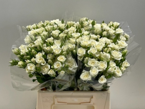 R TR SNOWFLAKE 40cm - D