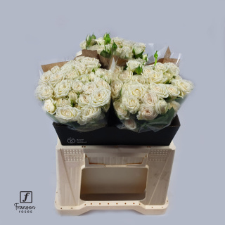 R TR JOSEPHINE 50cm - D