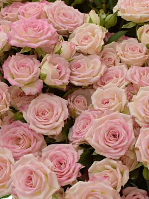 R TR CREAMY TWISTER 60cm - D