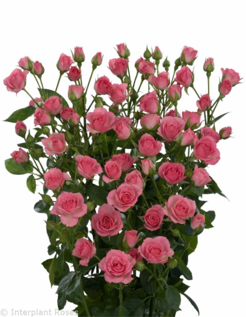 R Tr GRACIA 35cm - D