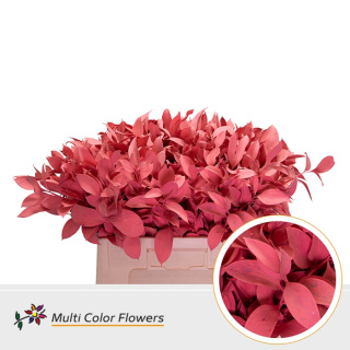 Ruscus Koraal H% 60cm - D