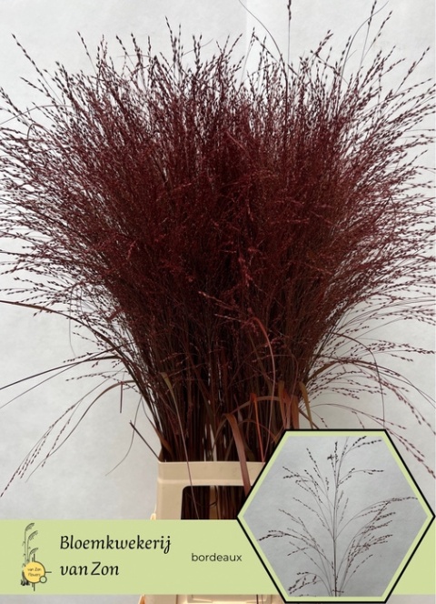 SIERGR OV Bordeaux KLB H% 95cm - D