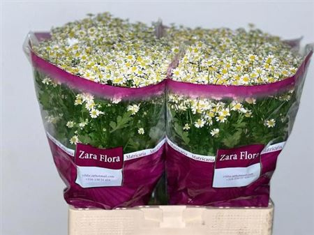 TANA PA SINGLE VEGMO 80cm/800G - D
