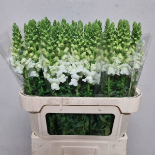 ANTIR POTO IVORY WHITE 75cm - D
